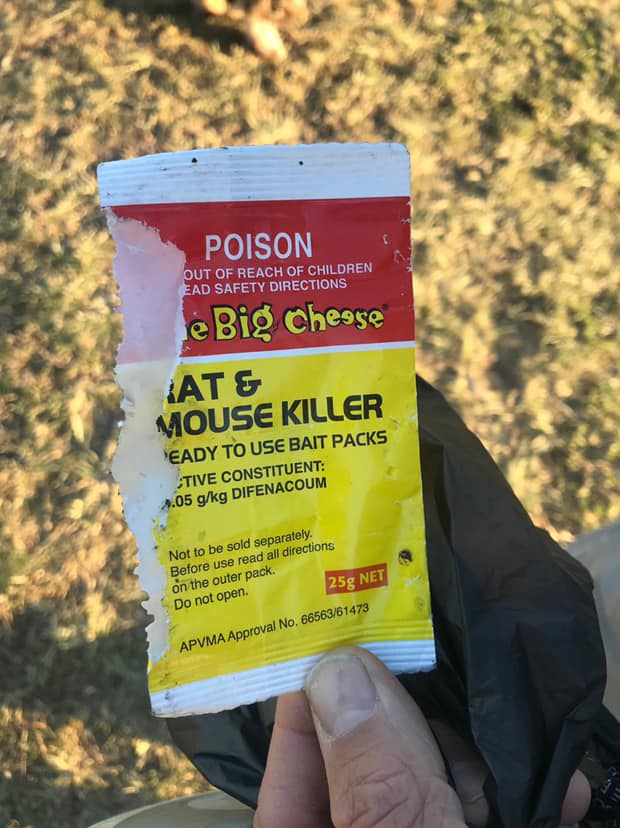 Hand Sanitizers and Common Cat Poisons Australian Cat Lover