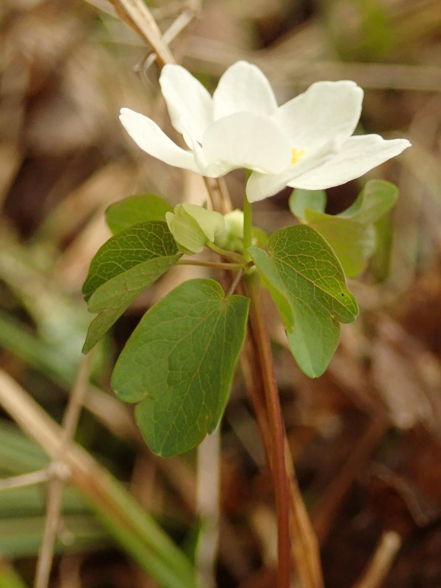 springfield plateau spring ephemerals springfield plateau spring ephemerals
