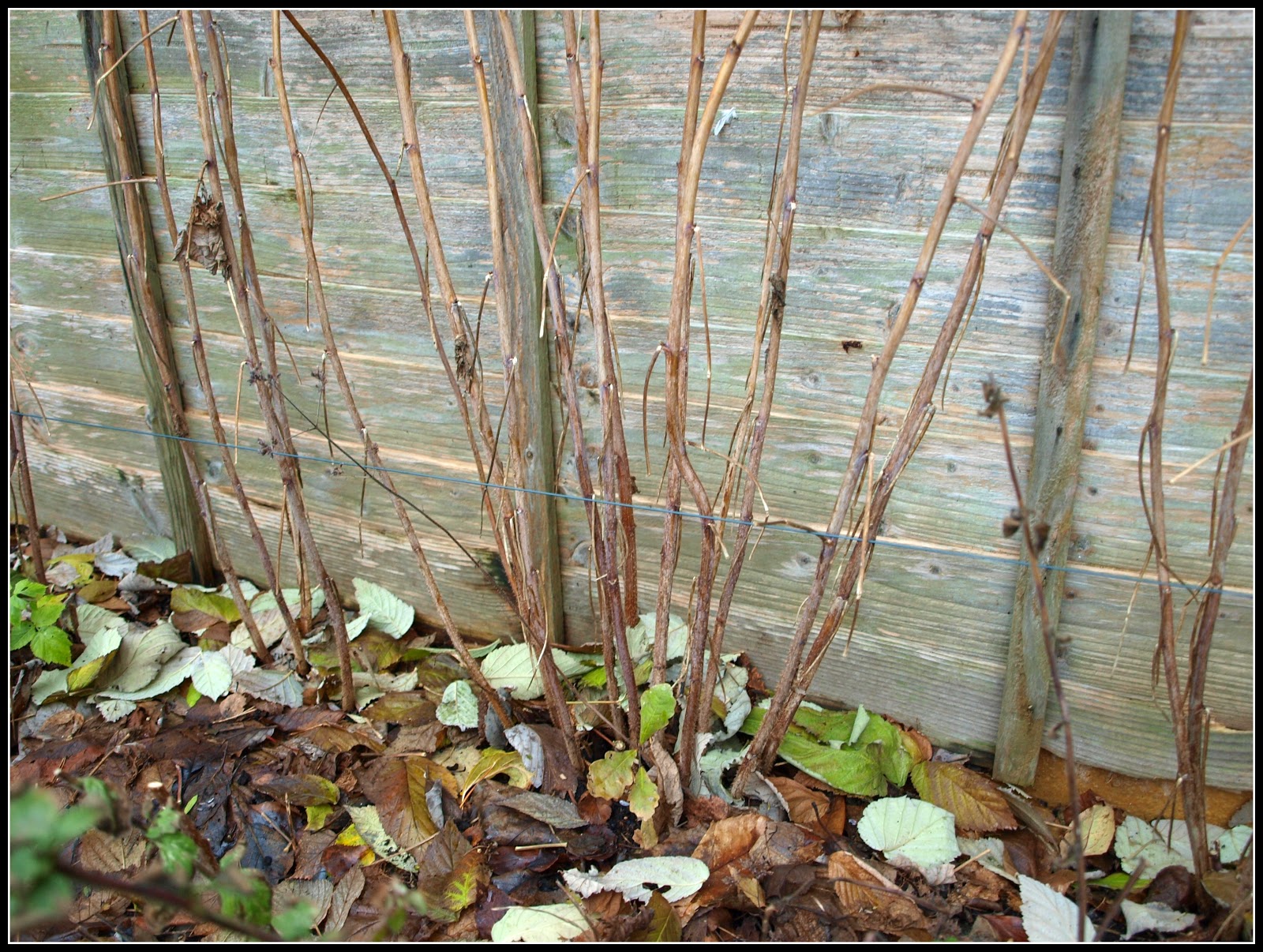 Mark's Veg Plot Pruning Autumnfruiting raspberries