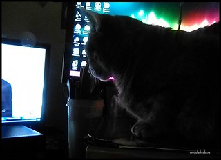 Gato frente a pantalla de ordenador