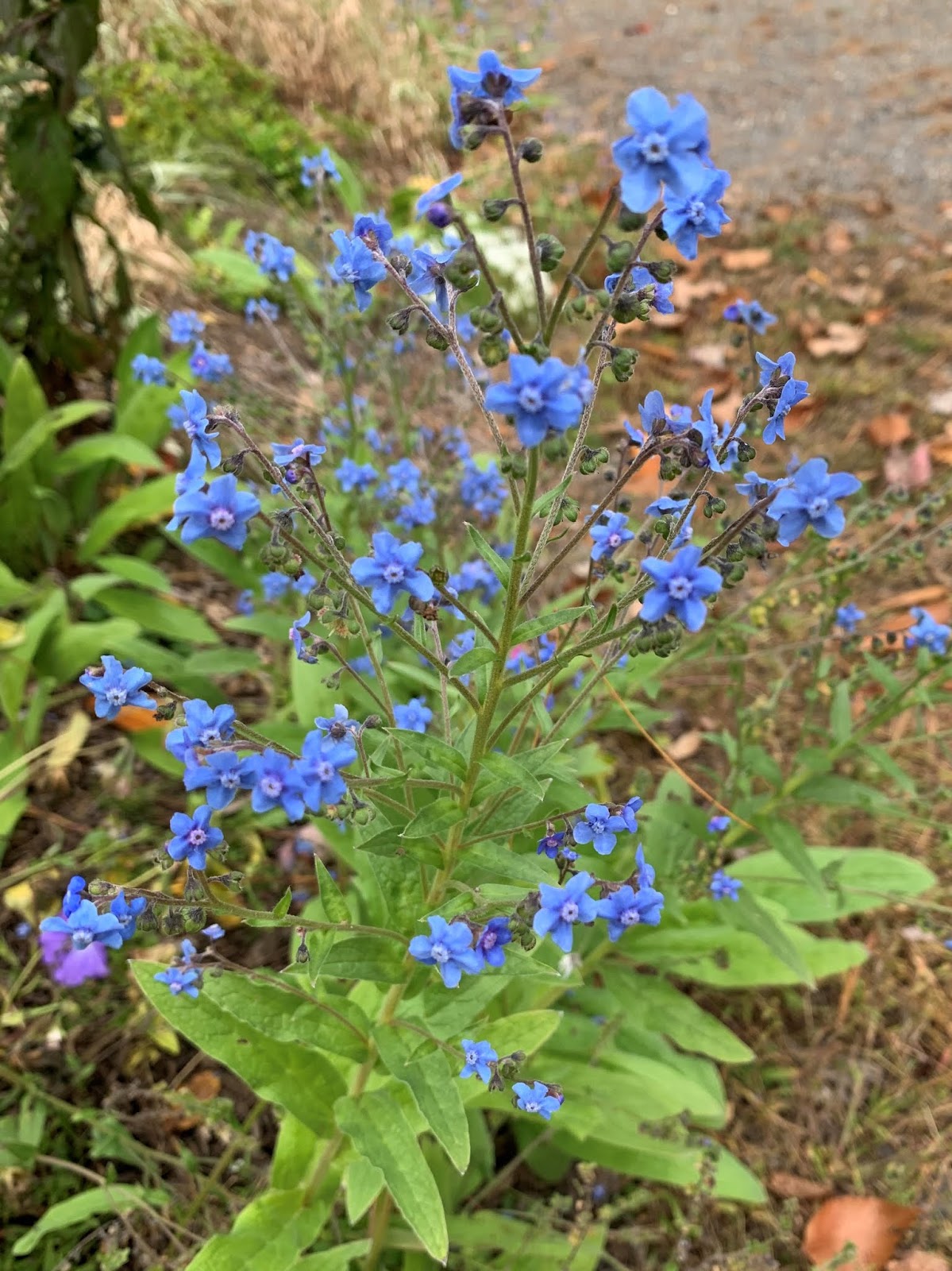 The Meditative Gardener Chinese