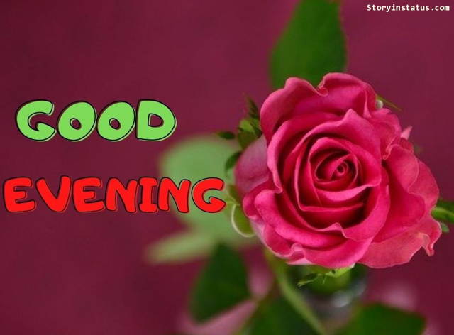 good evening images red rose wish qatar