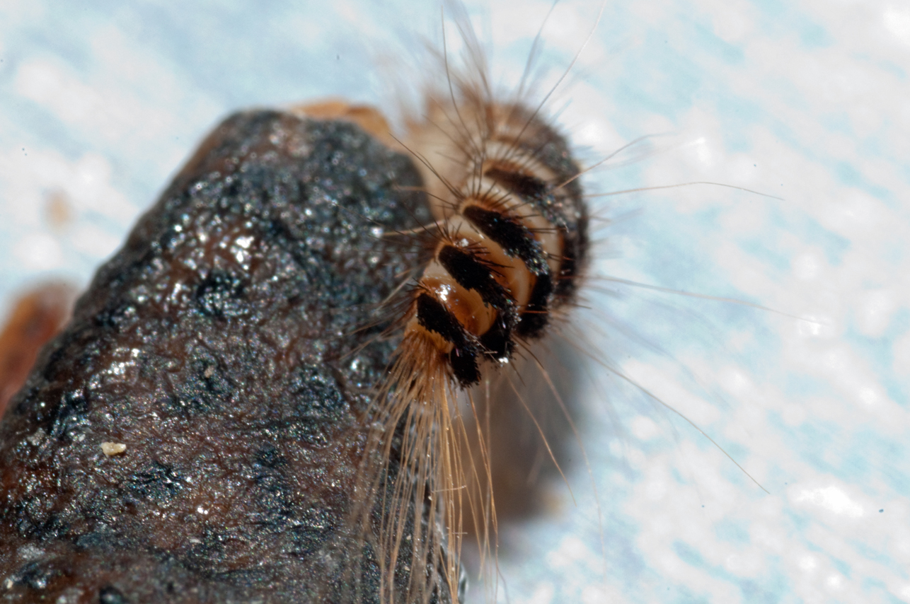 Bugs of Mackie Carpet Beetle larva Dermestidae