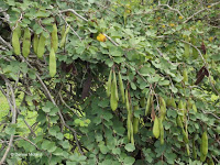 Croton pods - Ho'omaluhia Botanical Garden, Kaneohe, HI