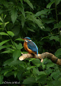 Alcedo Atthis