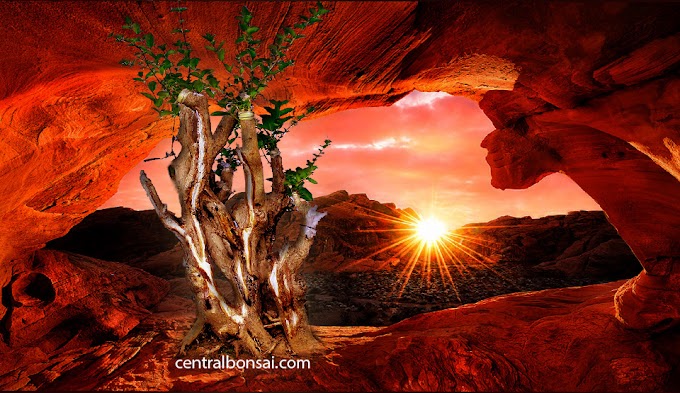 Bonsai Wahong Trand 2017