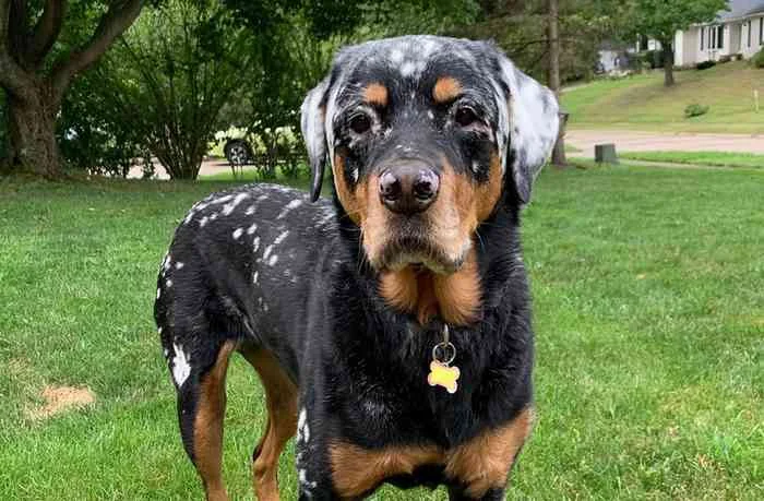 Vitiligo in Dogs: What is it and What are its Symptoms