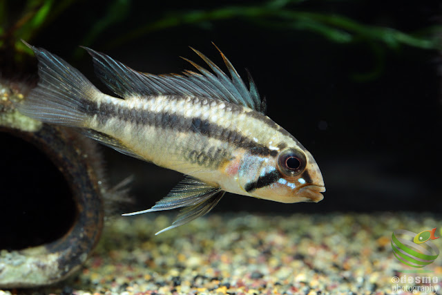 Apistogramma arua