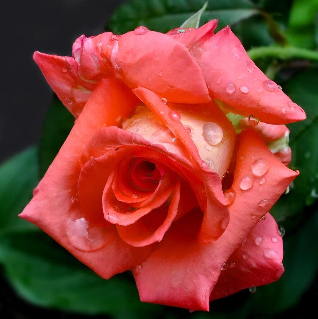 Красивая розы гиф. Розы. Прекрасные розы. Живые розы. Шикарные живые цветы.