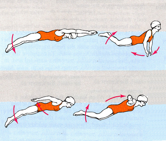 Teknik Renang Gaya Kupu  Kupu  Lengkap Beserta Gambarnya 
