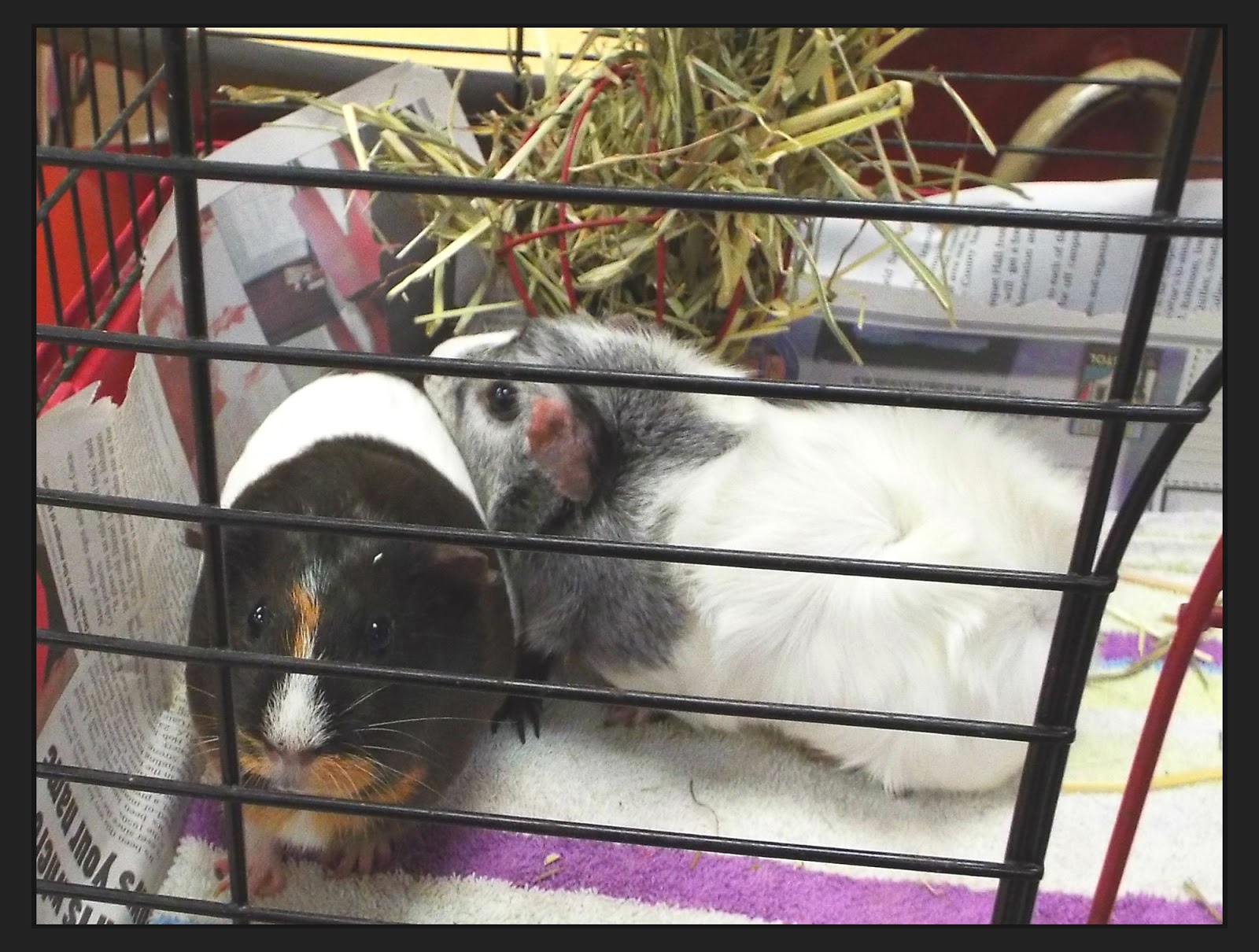 Burton's Blog Spanish class adopts guinea pigs