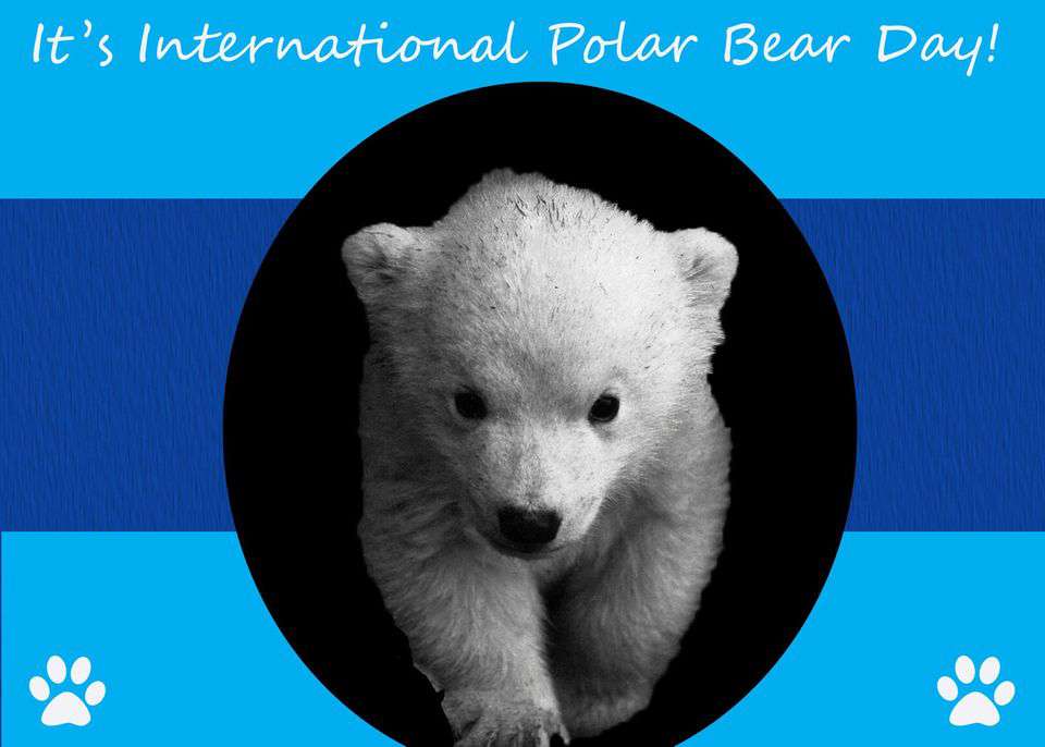 International Polar Bear Day Wishes Lovely Pics