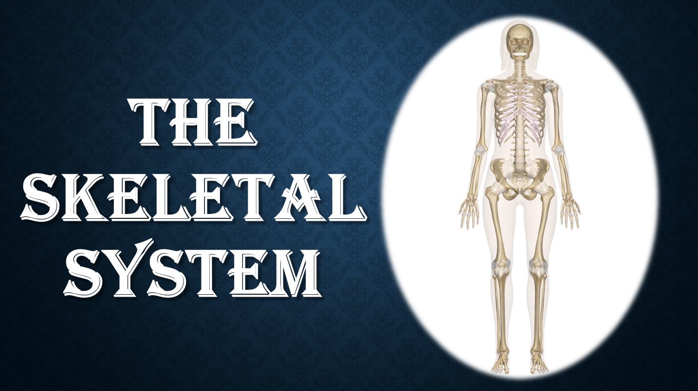 THE SKELETAL SYSTEM