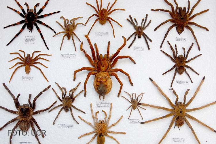 ARTROPODOS: CLASIFICACION DE LOS ARTROPODOS