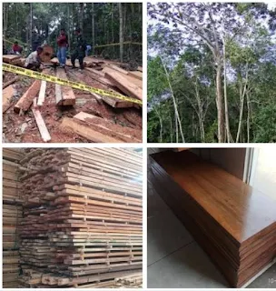 Kekurangan dan kelebihan kayu Meranti merah
