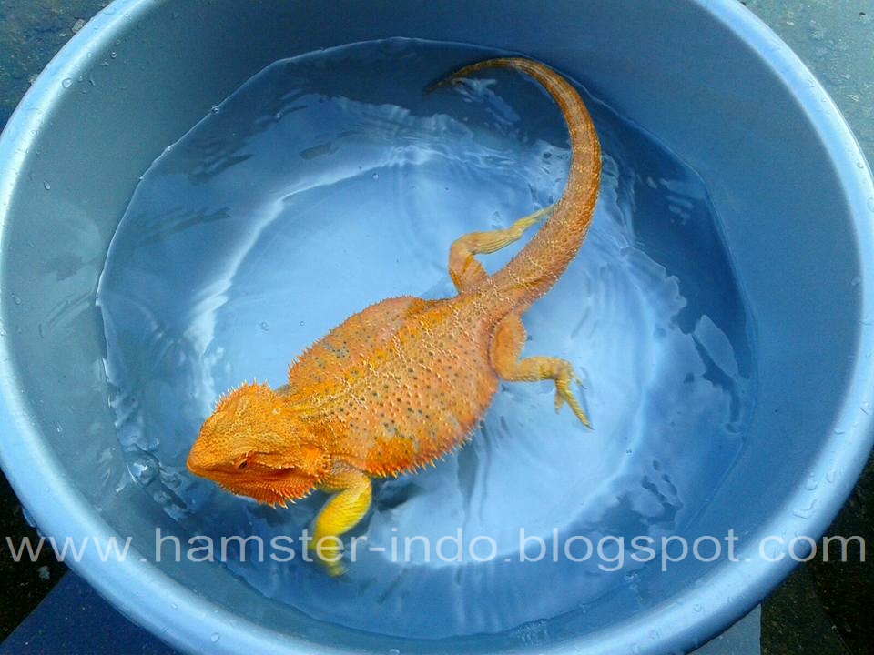 red-bearded-dragon-for-sale-1.jpg