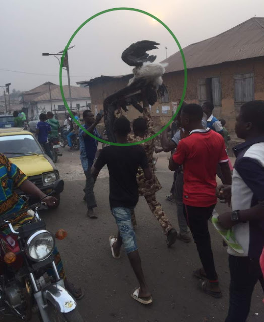 igun bird killed ogbomoso