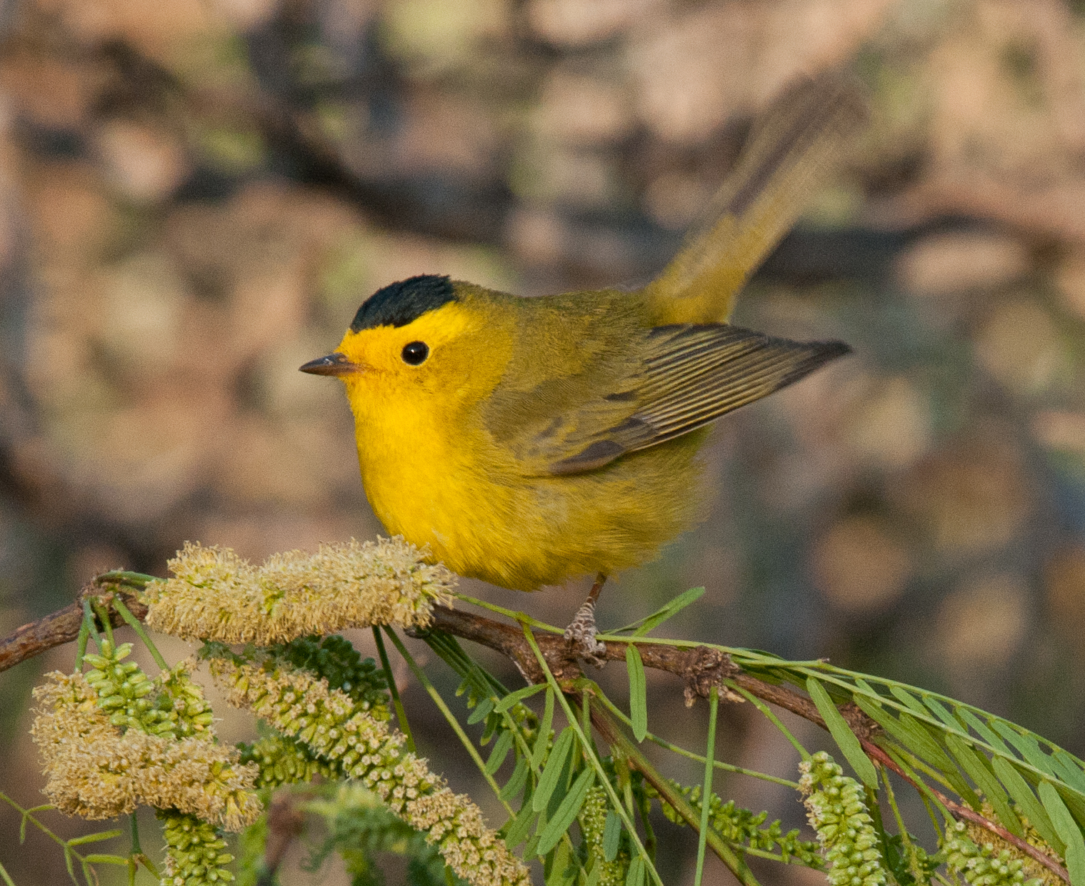 Birds of Different Feathers BIrds of Arizona