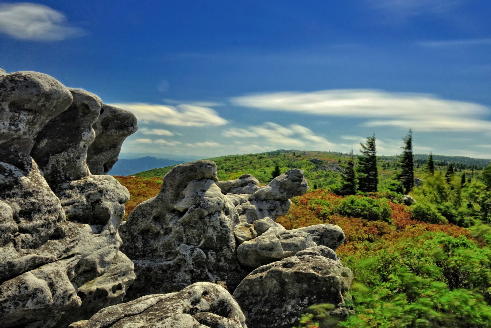 Discover West Virginia Dolly Sods An Island in the Sky