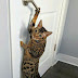 Picture of Bengal Cat Opening Door Using Handle