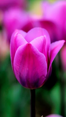 تحميل خلفيات رائعة للجوال بدقة 4k