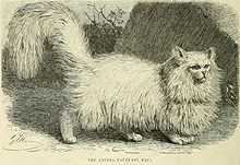 Persian Cat origins