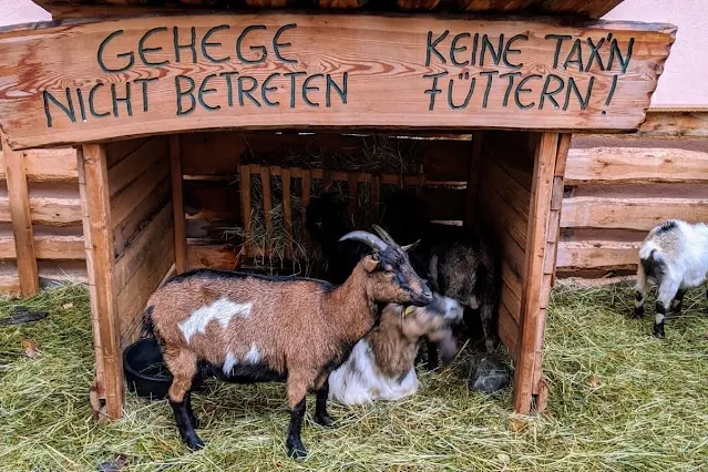 Days Trips from Innsbruck for Christmas: Goat the live nativity scene in Hall in Tyrol