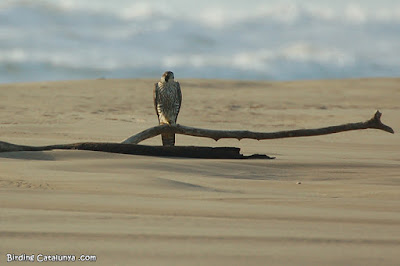 Falcó pelegrí (Falco peregrinus)