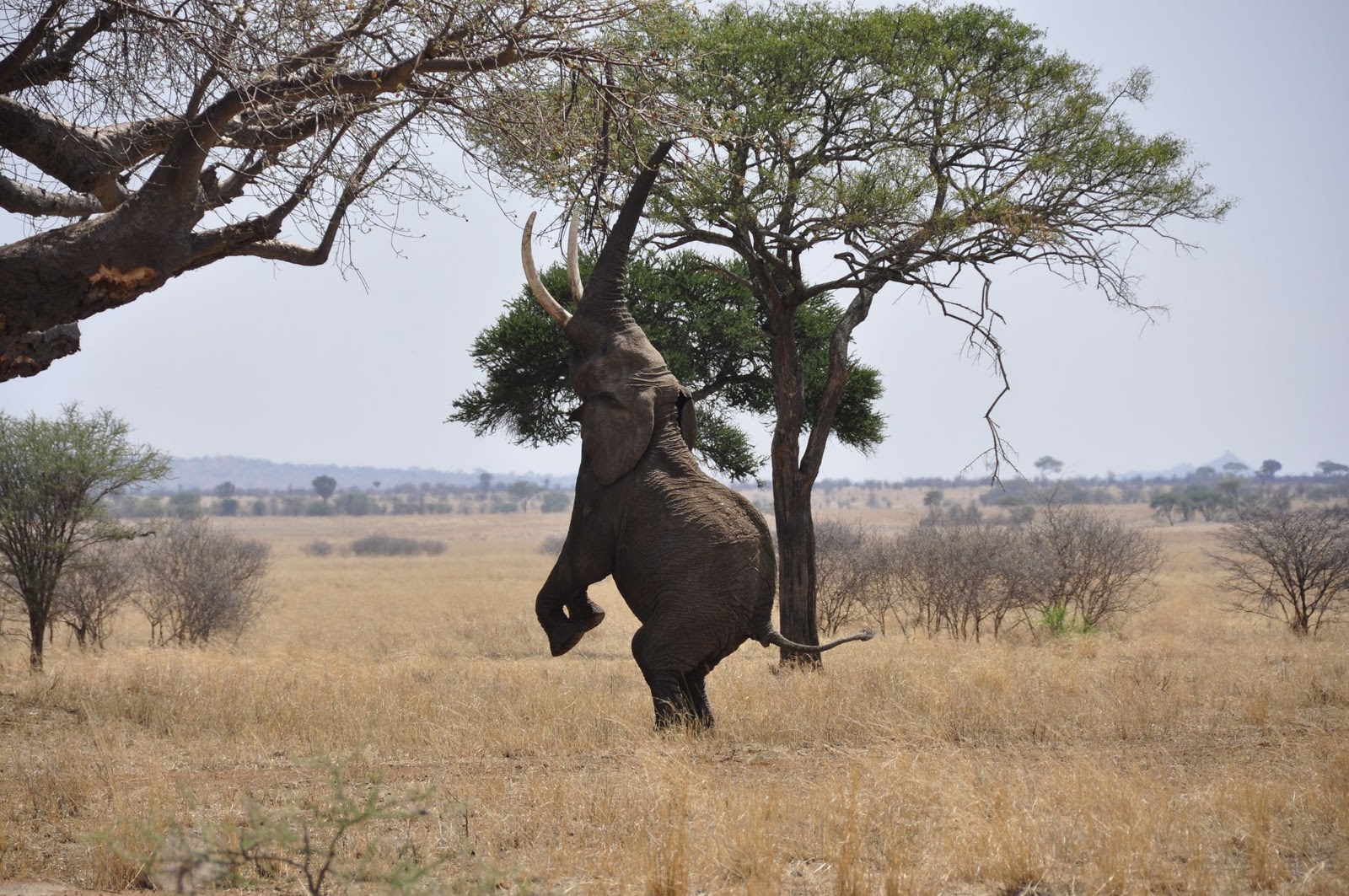 Travelling the world 18. Tag / 01NOV Lake Manyara Tarangire Nationalpark