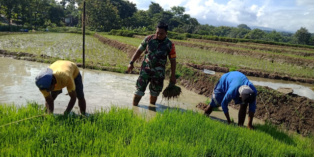 Begini Semangatnya Babinsa Musuk Turun Sawah Daud Begini Semangatnya Babinsa Musuk Turun Sawah Daud
