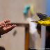 Η τεχνολογία στην υπηρεσία των μεταναστευτικών πουλιών:Αυτοματοποιημένος Σταθμός Τηλεμετρίας θα παρακολουθεί τα μεταναστευτικά πουλιά στα Αντικύθηρα