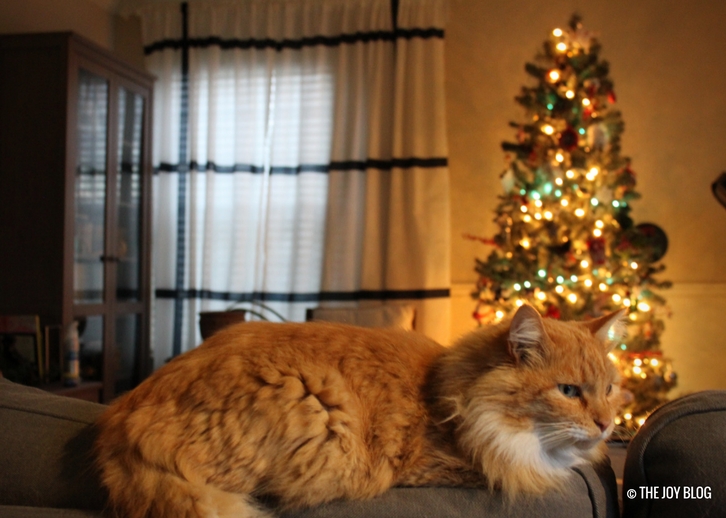 Orange Tabby Cat & Christmas Tree | My Favorite Holiday Season // WWW.THEJOYBLOG.NET