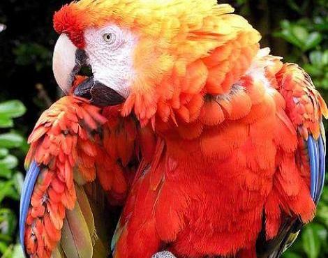 Animals Unique: Birds Unique