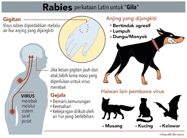 Apa itu rabies dan kesannya kepada manusia.