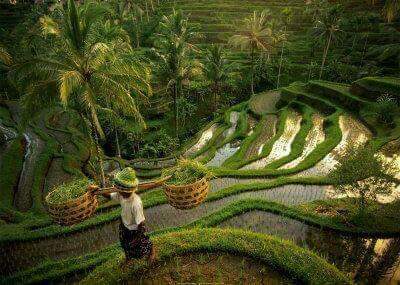 Pemandangan Sawah Indah di Desa dari Atas Bukit Pemandangan Sawah Indah di Desa dari Atas Bukit