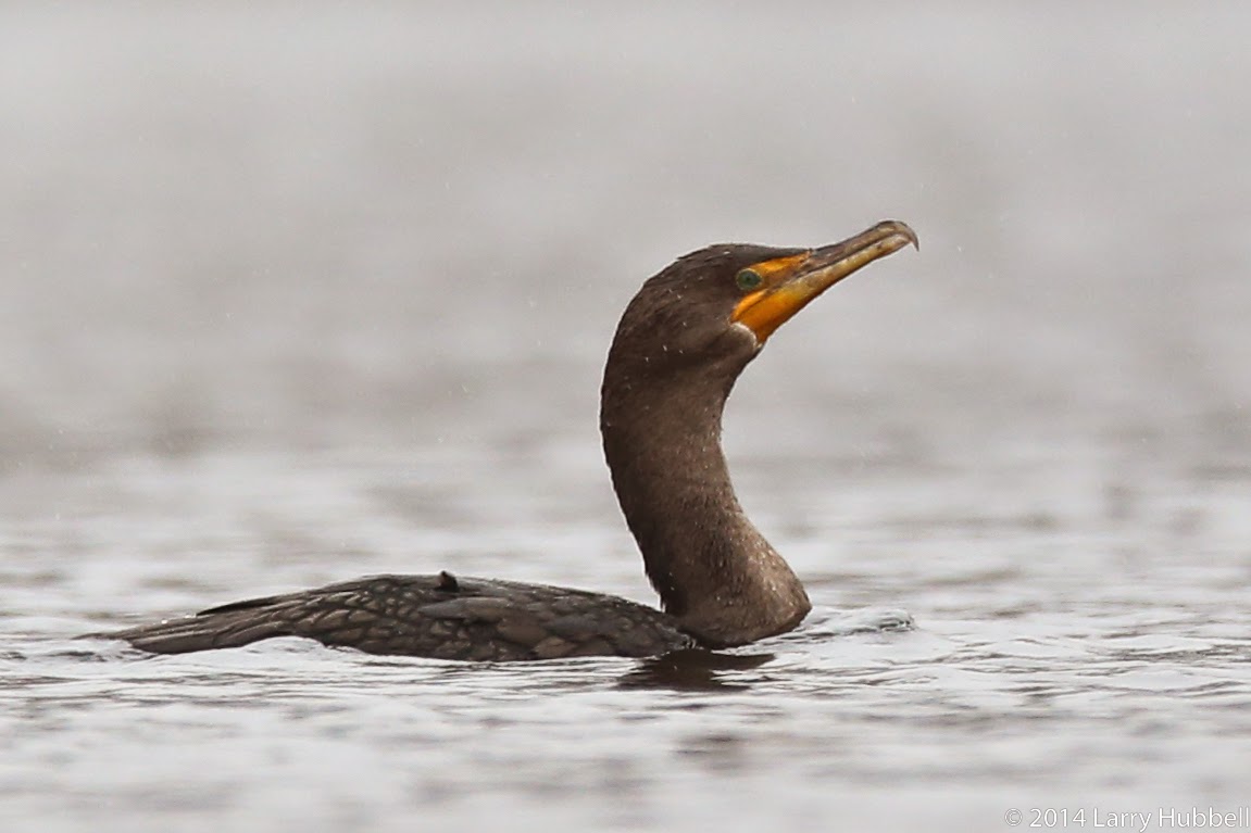 Union Bay Watch Out Of The Arctic