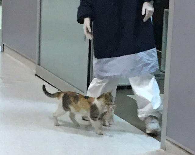 Luckily, as Turkish media reported, both cats seemed fine, but were