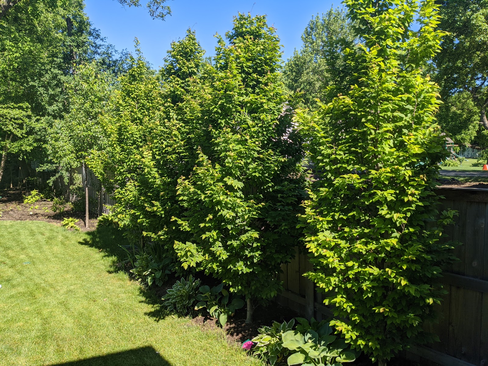 Frans Fontaine Columnar Hornbeam Trees 750 Days Difference