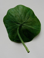 2+lotus+leaf.JPG
