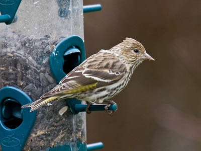 Photo of Pine Siskin on bird feeder Photo of Pine Siskin on bird feeder