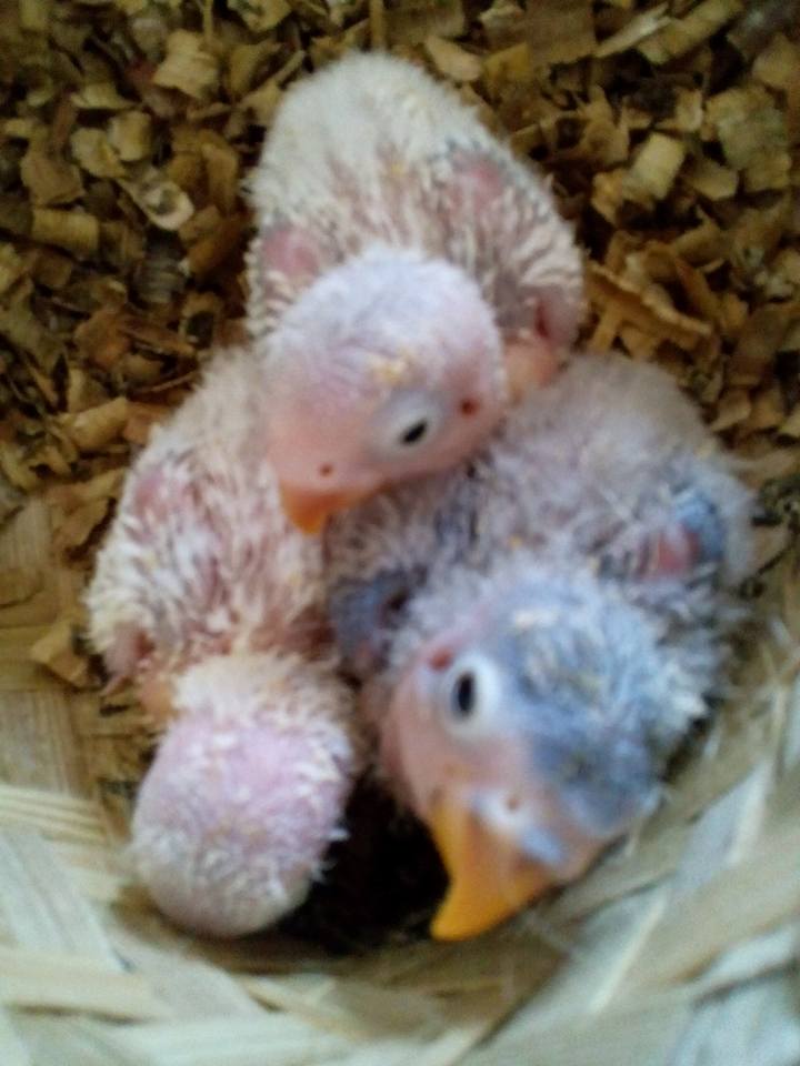 Jadwal Meloloh Anakan Lovebird Umur 0 Hari Sampai Bisa