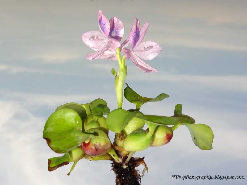 Common Water HyacinthEichhornia crassipes Nature, Cultural, and