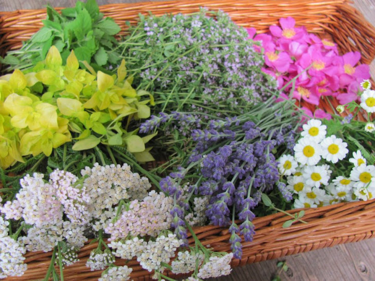 Cueillette d'herbes et de fleurs