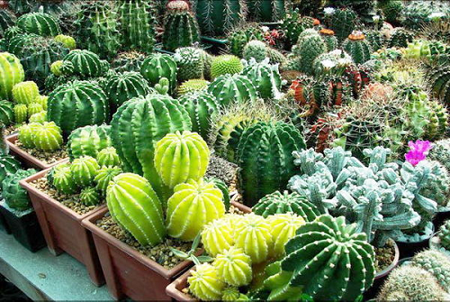 Tips Mempercantik Kaktus Hias Aneka Tanaman  Hias ATH 