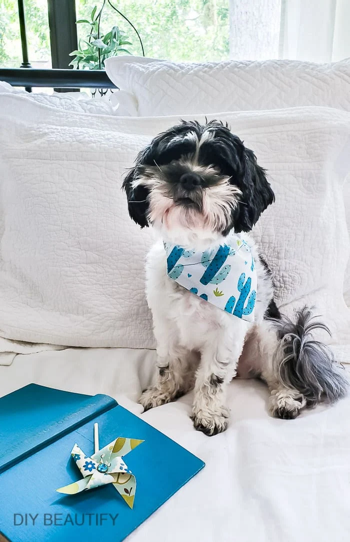 How to Make NoSew OvertheCollar Bandanas for your Dog DIY Beautify