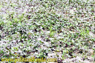 Sweet potato plants hd image download