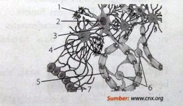 Dendrit, sel glial, dan akson, ditunjukan oleh nomor.... - Primalangga