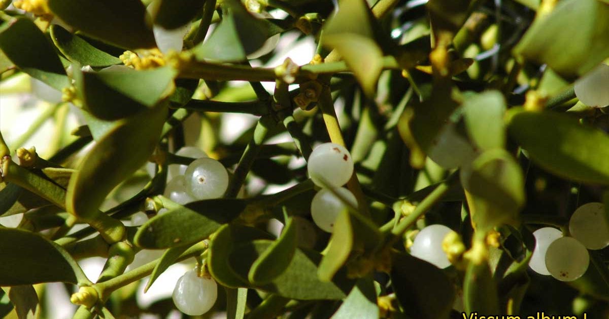 dioscorea hipertónia)