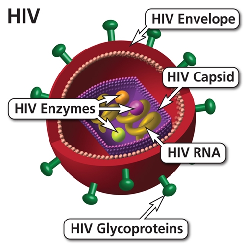  HIV  Human Immunodeficiency Virus  
