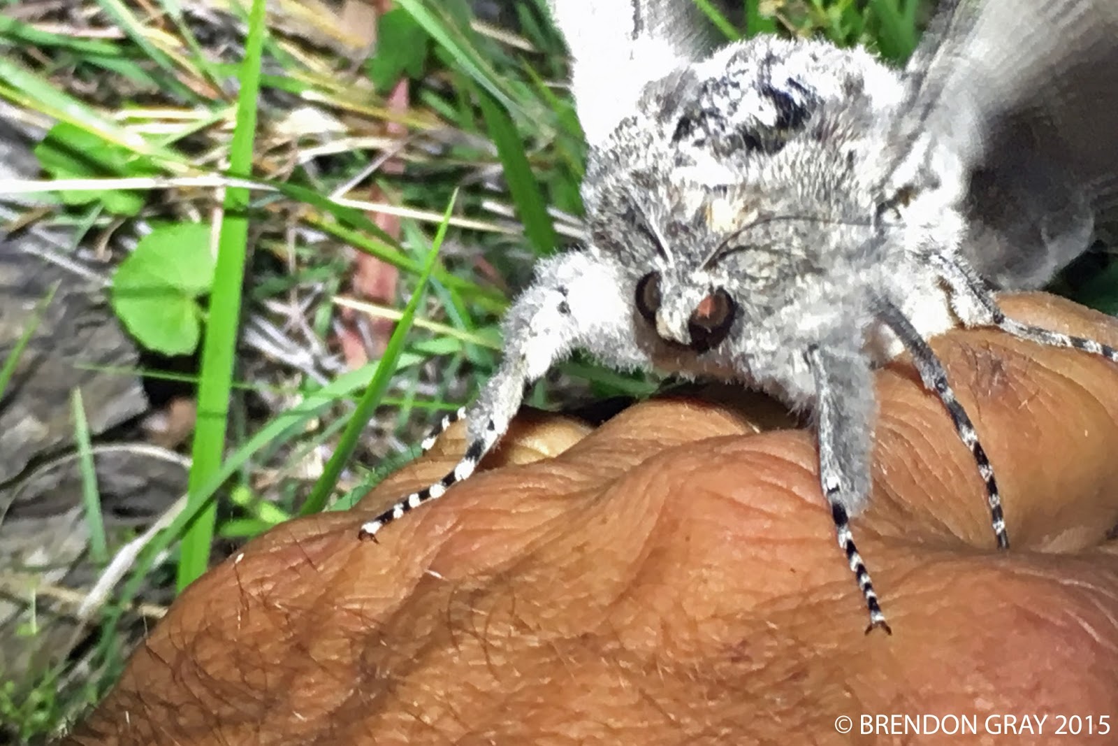 giant wood moth the